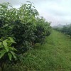 柑橘生物有机肥厂家|广西优惠的柑橘类生物有机肥