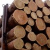 甘肃木材批发商城-兰州地区质量好的木材