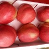 红酥梨价格-想要品种好的红梨就来华隆种养