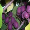 软枣猕猴桃苗哪家好|供应辽宁品种好的红色软枣猕猴桃苗