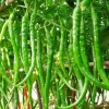 淄博有机蔬菜|采购价格公道的有机蔬菜就找茂源种药门市部