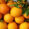 广西海吉星市场-品质好的广西海吉星水果批发哪里有供应