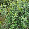 中国三华油茶-品种纯的三年生轻基质杯苗优选鑫林苗圃