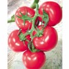越冬西红柿种子价格-高品质西红柿种子推荐