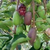 软枣猕猴桃批发_哪里能买到实惠的软枣猕猴桃