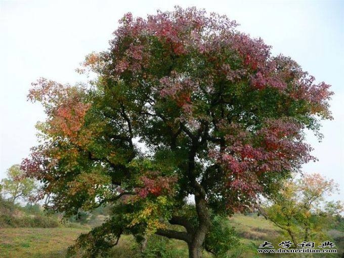 红榉树