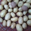 晓霖-声誉好的迷你小土豆厂家_扬州油炸小洋芋