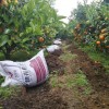 南宁柑橘专用有机肥批发-想买新品柑橘有机肥，就到肥源