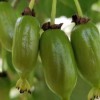 软枣猕猴桃苗价格-哪里能买到优良的软枣猕猴桃苗