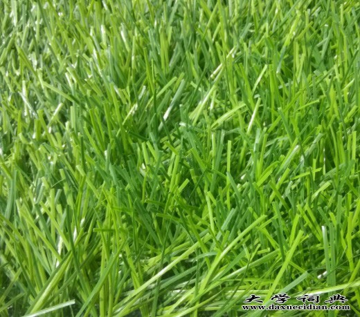 人工草坪