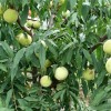 山东桃树苗批发价格-哪里有供应桃
