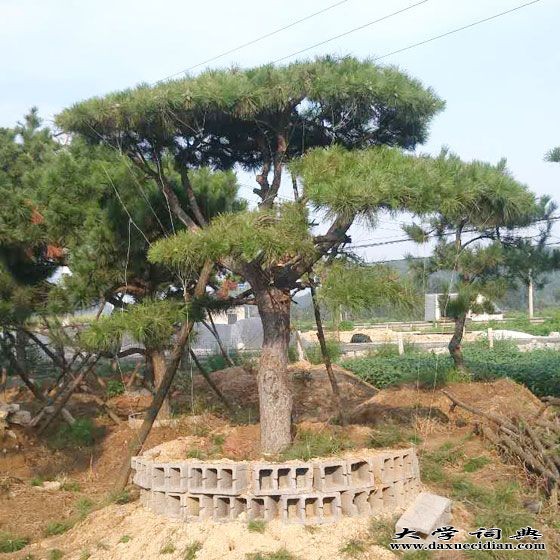 造型油松树