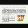 海南超值的海南香菇粉供应-海南糖尿病食品厂家