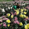 通化白鲜皮籽-想买实惠的观赏百合切花，就到抚松兴旺中草药种植合作社