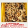 百色鸡苗孵化厂-好的贵州土鸡苗跃龙禽苗孵化供应