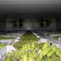 香蕉冷库制热 价格 设备 欧莱特公司供
