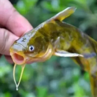 黄颡鱼腹水病发病频繁是什么原因？