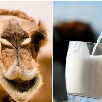 奶源地骆驼奶粉厂家嘉仕乳业骆驼奶粉贴牌骆驼奶粉代加工