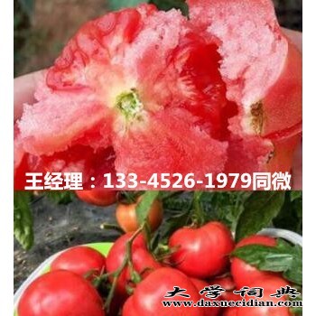 栾城石家庄普罗旺斯西红柿苗口感好西红柿苗品种图1