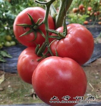 a越冬番茄