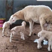 新疆农业农村局精准扶贫肉羊多胎小尾寒羊湖羊种羊