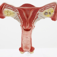 康谊KAY-A584子宫卵巢解剖放大模型女性内环氧地坪解剖模型