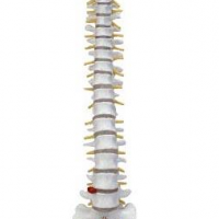 KAY-X107自然大脊柱骨模型人体骨骼模型-康谊医学模型