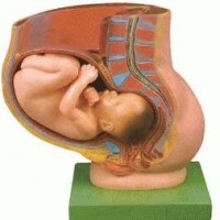 KAY-32009骨盆妊娠九个月胎儿模型-上海康谊医学模型