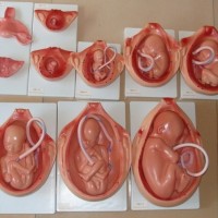 康谊牌KAY-F414胎儿妊娠发育过程模型（10部件）