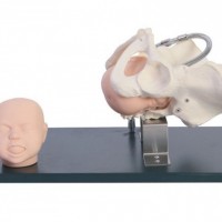 KAY-F23带有胎儿头的骨盆模型-上海康谊医学教学模型厂家