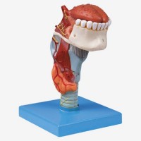 KAY/A13003喉连舌、牙模型呼吸系统模型-康谊医学模型