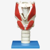 康谊KAY/A13005喉结构与功能放大模型耳鼻喉科教学模型