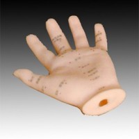 康谊KAY-B12手针灸模型13CM保健手模型手针灸穴位模型