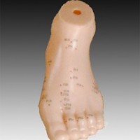 KAY-B13足针灸模型13CM脚部穴位模型中医针灸系列模型