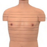 康谊牌KAY-L1329人体躯干横断断层解剖模型(24片)