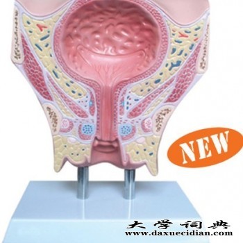 KAY-0652女性盆部经膀胱冠状切模型-上海康谊公司图1